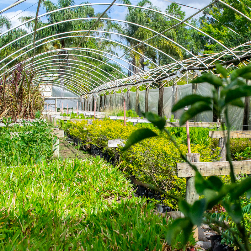 Vivero